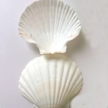 6 шт., натуральная белая морская раковина, белый гребешок, для украшения аквариума или подарка