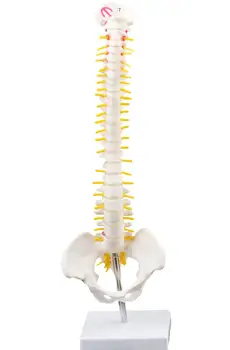 Модель позвоночного столба 45 см с анатомией таза, медицинское пособие для обучения костям позвоночника
