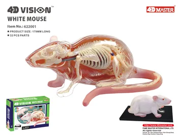 4D Vision Белая мышь Анатомическая модель органа животного Лабораторное учебное оборудование Мастер-игрушка для сборки насадки